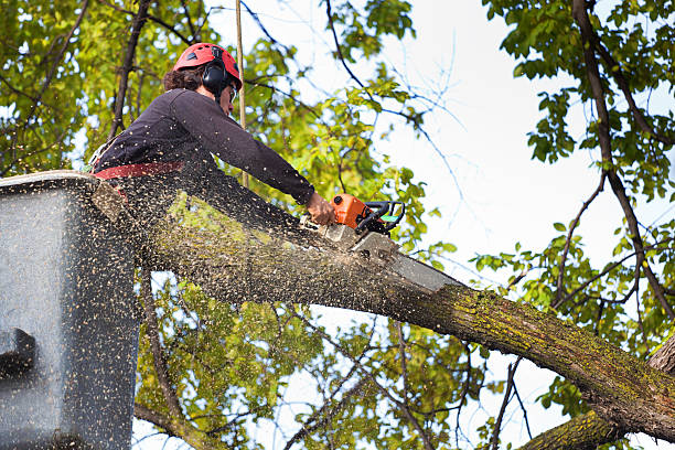 Why Choose Our Tree Removal Services in Malvern, PA?